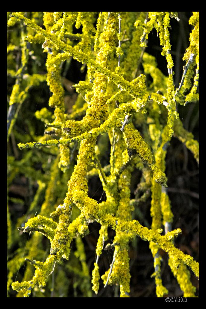 De branches et de lichens